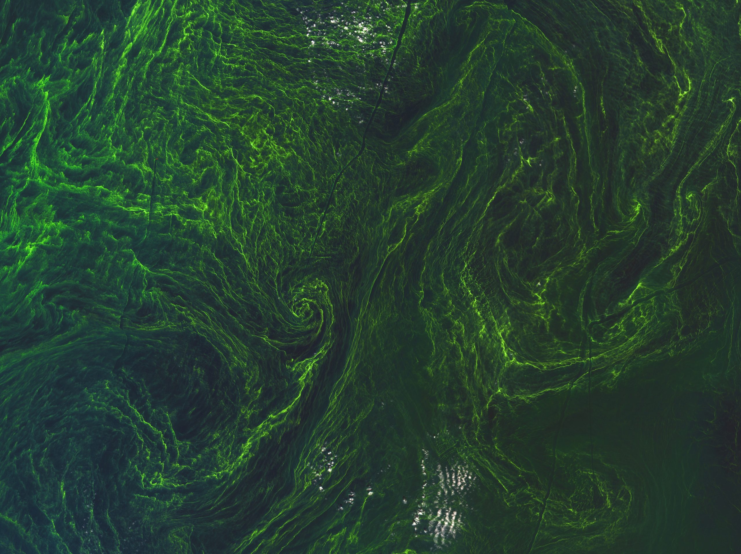 algal blooms from space