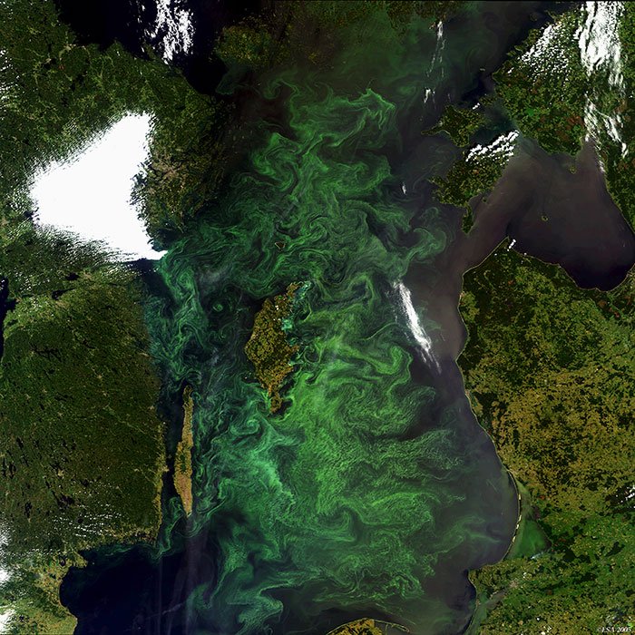 algal blooms from space