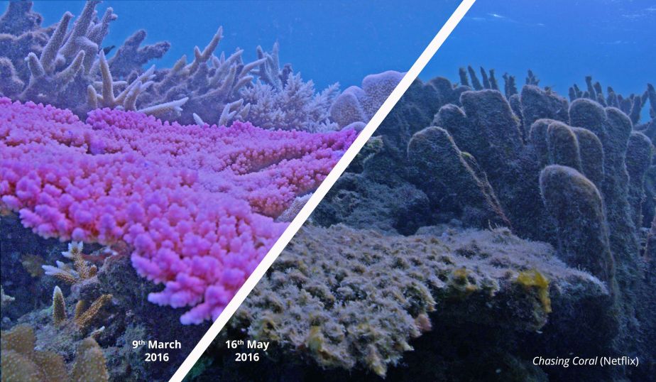 Coral Bleaching Before and Afterr - in 2016