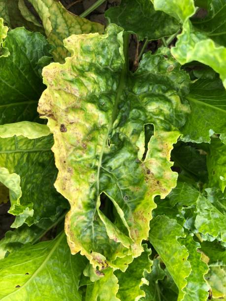 Sugar Beet: Impact of Climate Change, Pests and Disease on Yields - HSAT