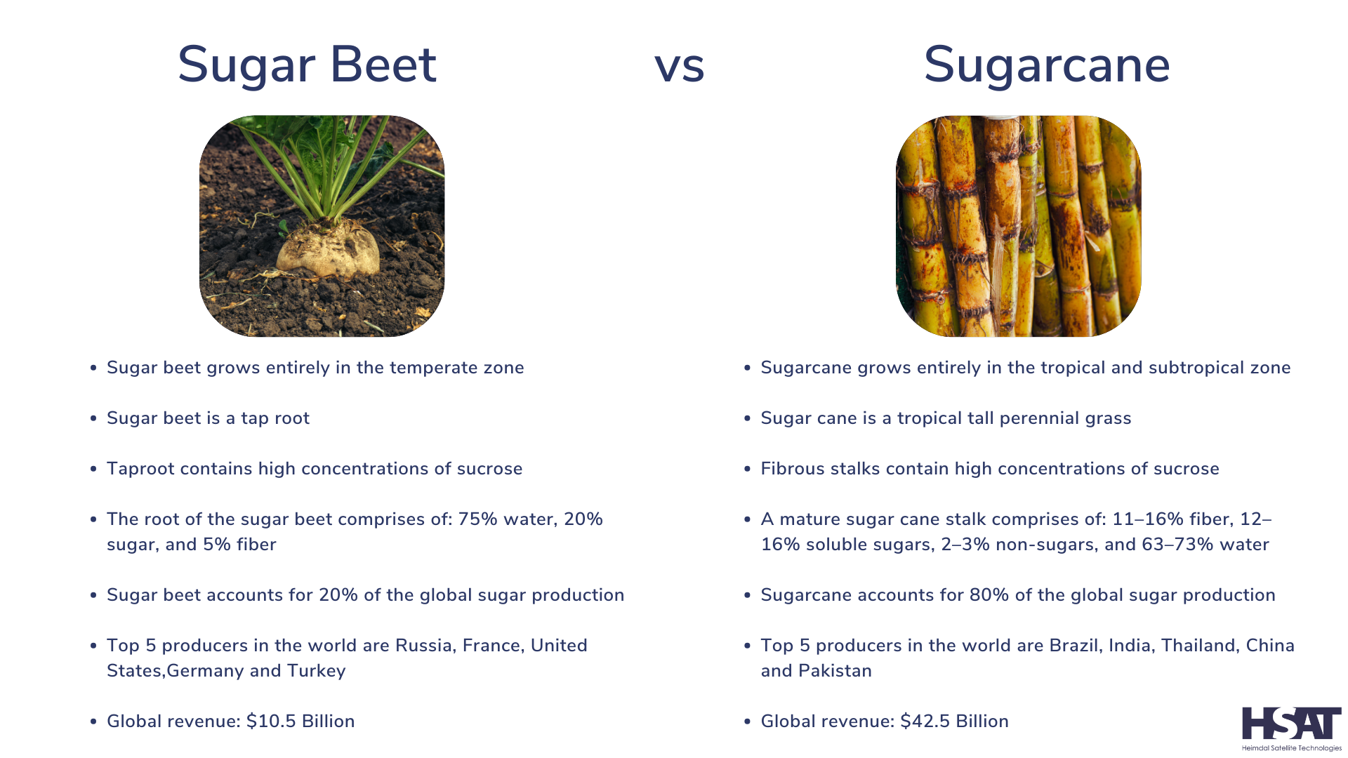 Sugar Cane vs. Sugar Beets: Examining Their Differences